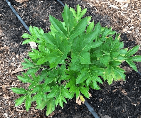 Ashitaba: The Most Health-Giving Plant We Know  Dr. Cowan's Garden