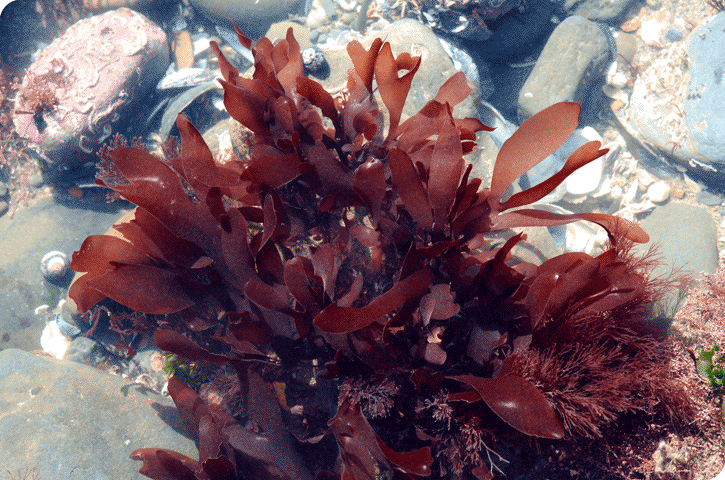 Sea Vegetables: Help Support Blood Flow