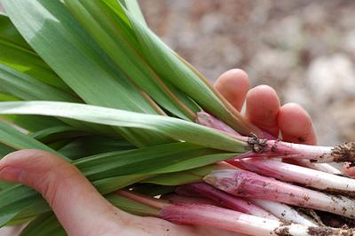 A Quintessential Spring Food: Wild Ramps!