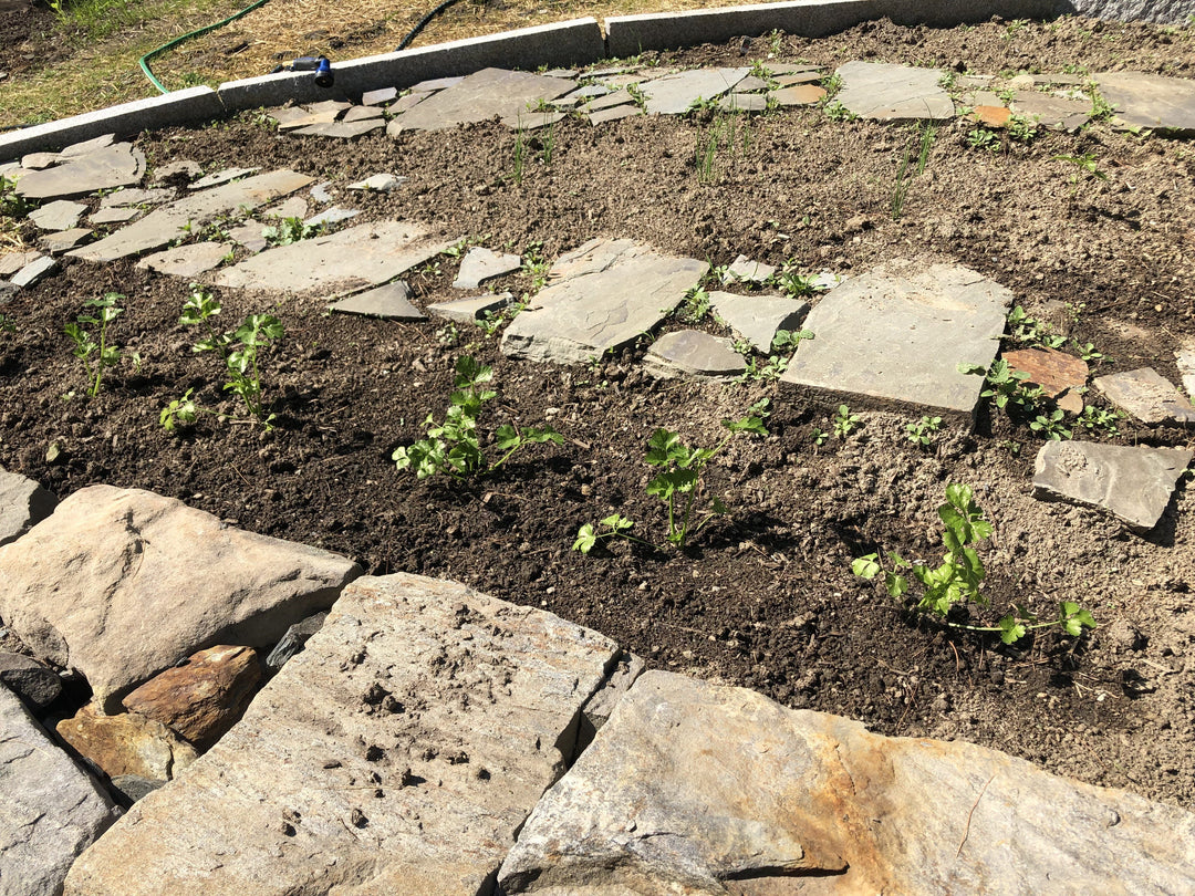 Homesteading With Joe