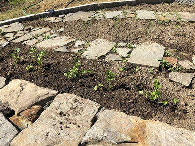 Homesteading With Joe