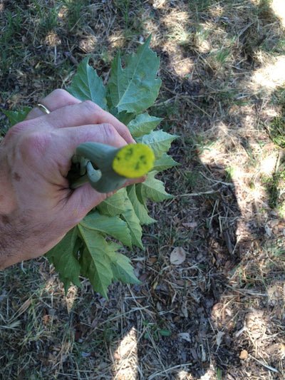 The Incredible Ashitaba Plant - It Even Makes its own Ketones