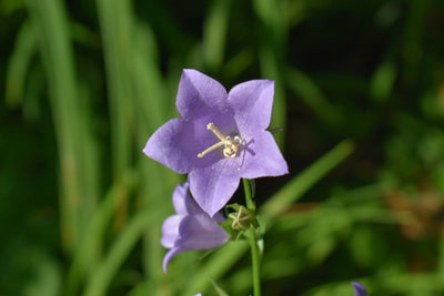 Elements of Art In Gardening