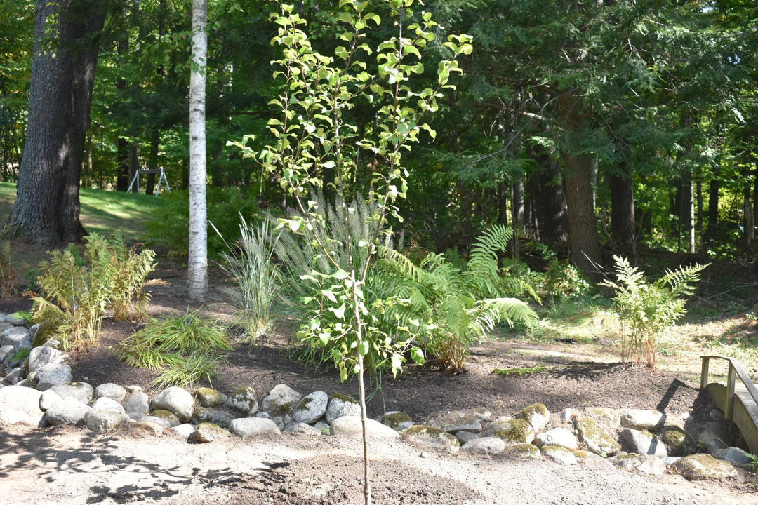 Garden Update Pt7: Fall Planting