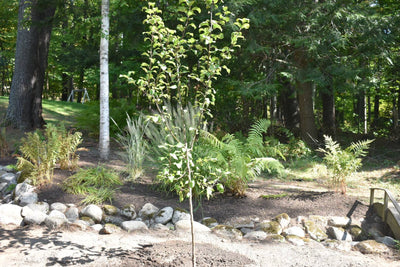 Garden Update Pt7: Fall Planting