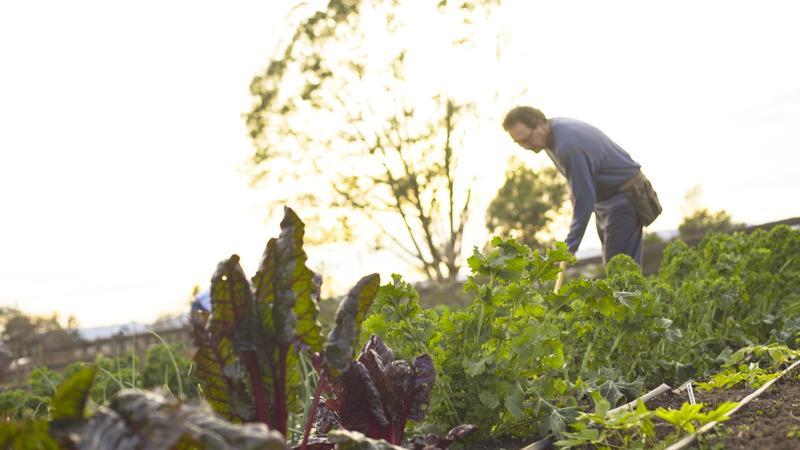 Let Your Wisdom Be Your Guide When It Comes to Food