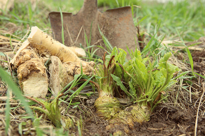Our Horseradish Is a Descendant Of an Old European Variety