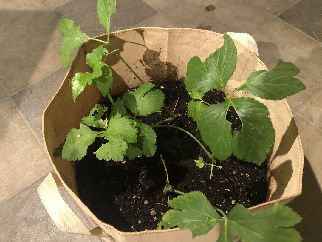 Pumpkin Bisque with Ashitaba