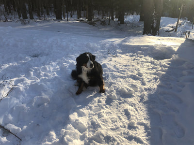 Farm Animal Update Part 1 - Joy