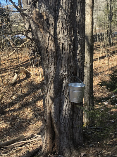 Tapping Maple Trees
