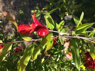 What Sustainability Means To Dr. Cowan's Garden