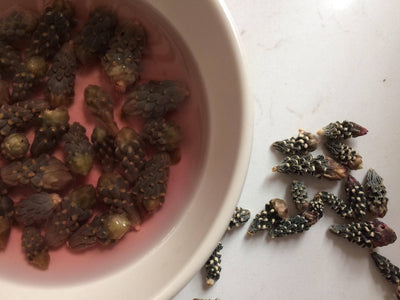 Calcium-Rich Cholla Buds Help Us Re-Connect to Traditional Ways