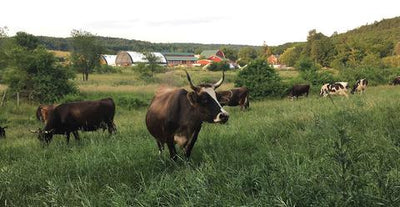 Biodynamic Agriculture Works With the ‘Living Forces’ of the Plant