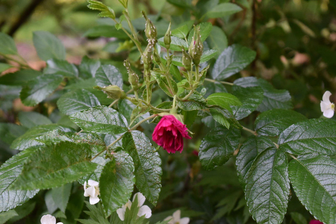 Finding the Balance Between ‘Wild’ and ‘Structured’ in the Garden