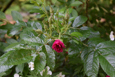 Finding the Balance Between ‘Wild’ and ‘Structured’ in the Garden