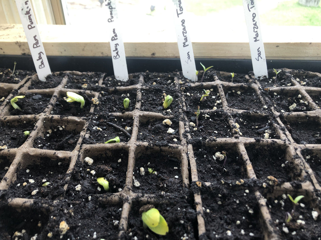 Homesteading with Joe