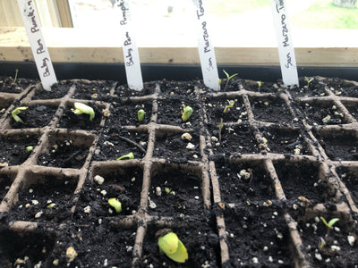 Homesteading with Joe