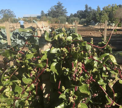 How Our Perennial Greens Vigorously Choose Life