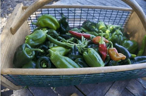 Pepper Salt: 'For Me, This Is the Most Flavorful Product in Our Line'