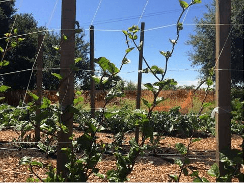 The Power of Perennials Vegetables