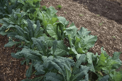 Vegetables' Chloroplast Excretes the 'Heavy' Water