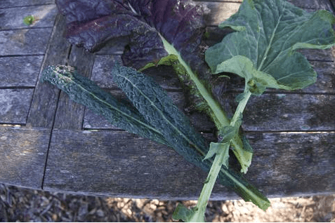 The Low-Down on Oxalates