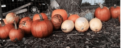 How Our Beloved Squash Powders Came to Be
