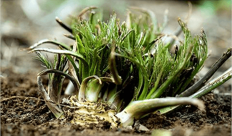 Horseradish: A Nutritional and Medicinal Standout