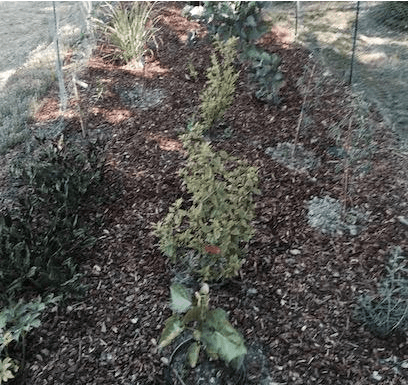 From "Trash Heap" to Garden Treasure