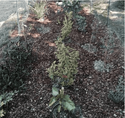 From "Trash Heap" to Garden Treasure