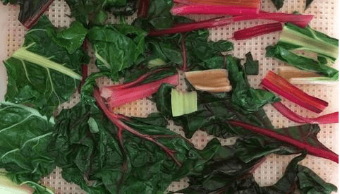 The Beauty and Power of the "Vulgar" Plant (Swiss Chard) 