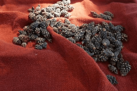 The Product That Brought Me to Tears: Cholla Buds