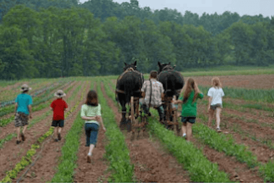 A Tale of Sustainably Harvested Ramps