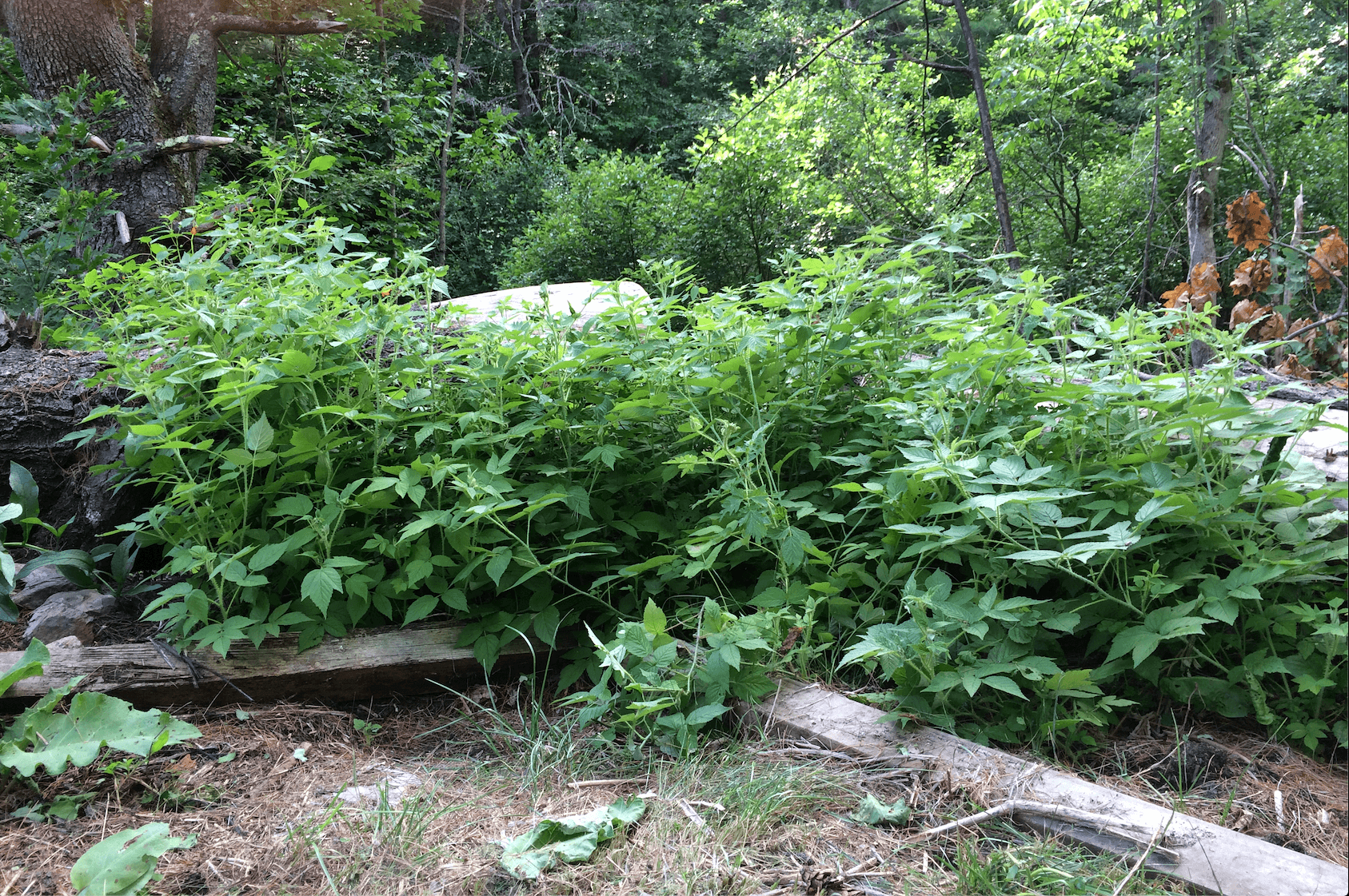 The Secret Raspberry Patch Comes Out from Hiding – Dr. Cowan's Garden