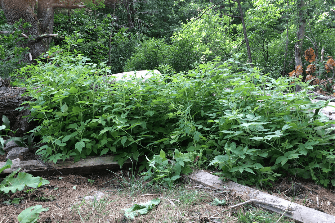The Secret Raspberry Patch Comes Out from Hiding