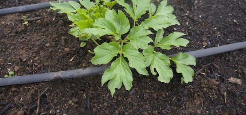 Ashitaba is from the angelica family and is more nutritious, by far, than kale.