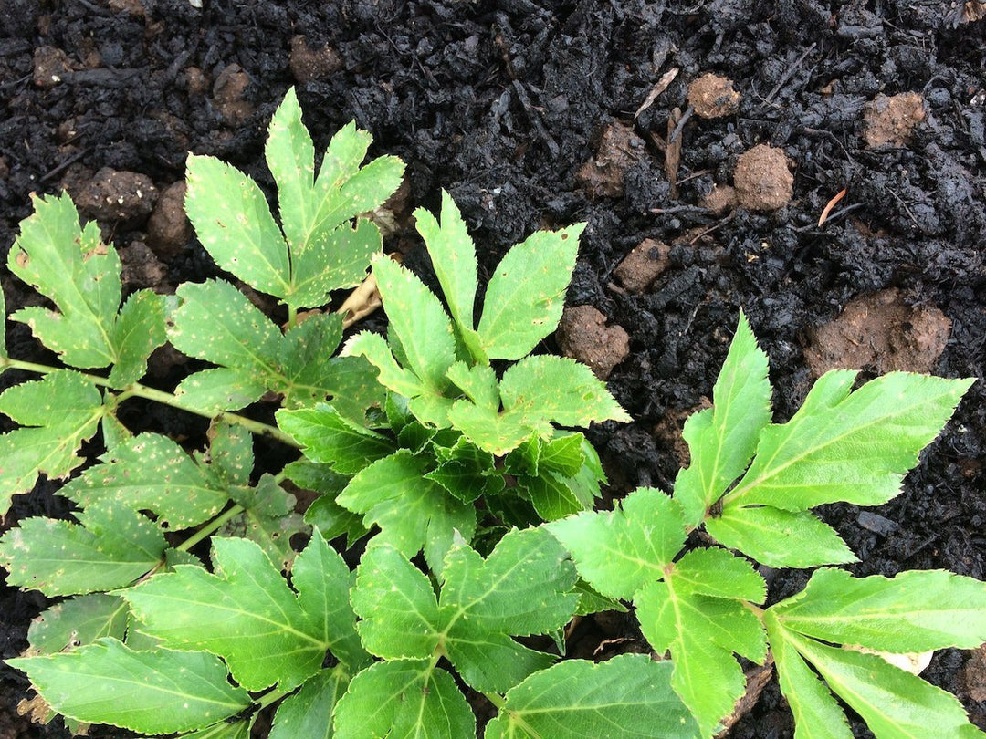 ashitaba plant