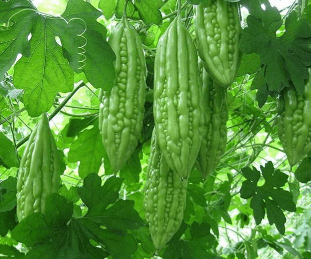 Five New Powerful Plants in the Napa Garden We Plan to Bring to You