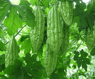 Five New Powerful Plants in the Napa Garden We Plan to Bring to You