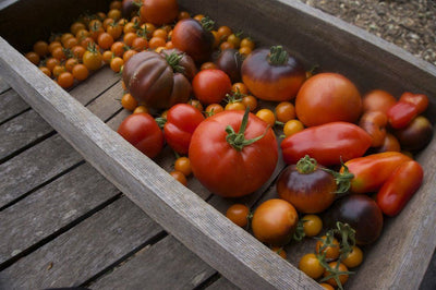 Simple Ways I Turn Our Garden Bounty Into Long-Lasting Food