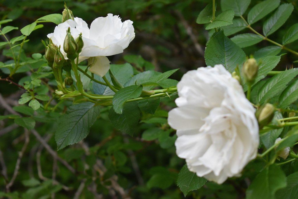 A New Place to Further Our Commitment to Organic Gardening
