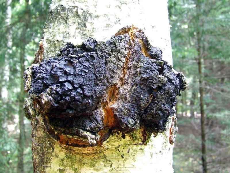 Chaga Mushrooms: Nature's Blueprint for Cancer Prevention