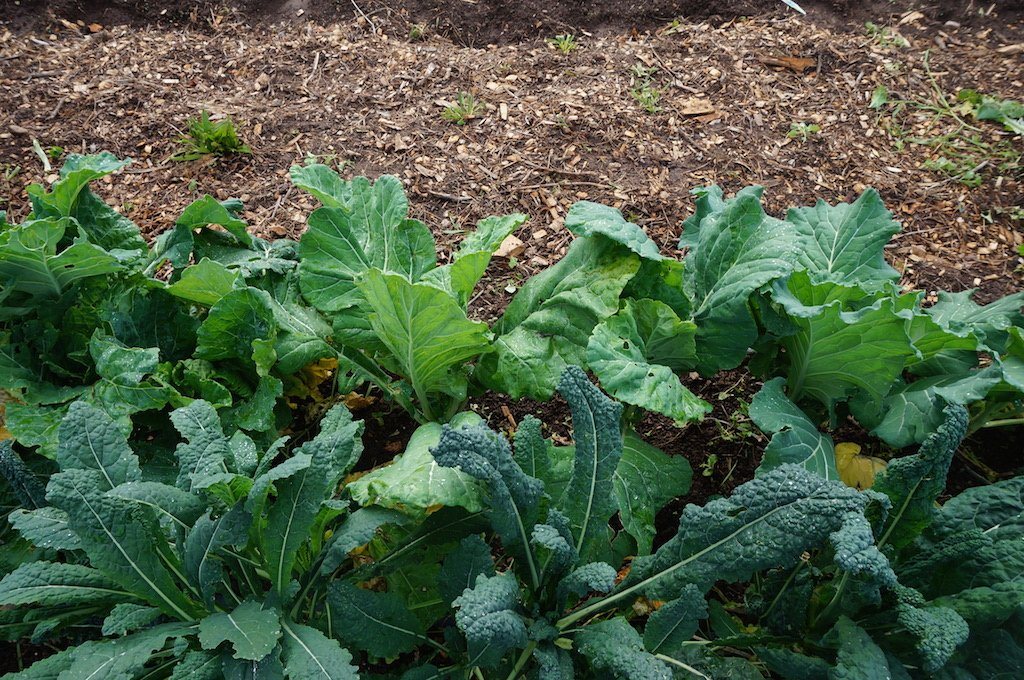 Our Low-Oxalate Greens Powder Contains Powerful Nutrients Without the Usual Oxalate Load