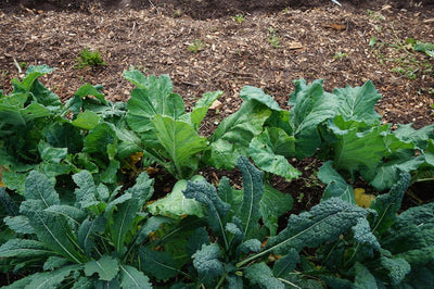 Our Low-Oxalate Greens Powder Contains Powerful Nutrients Without the Usual Oxalate Load