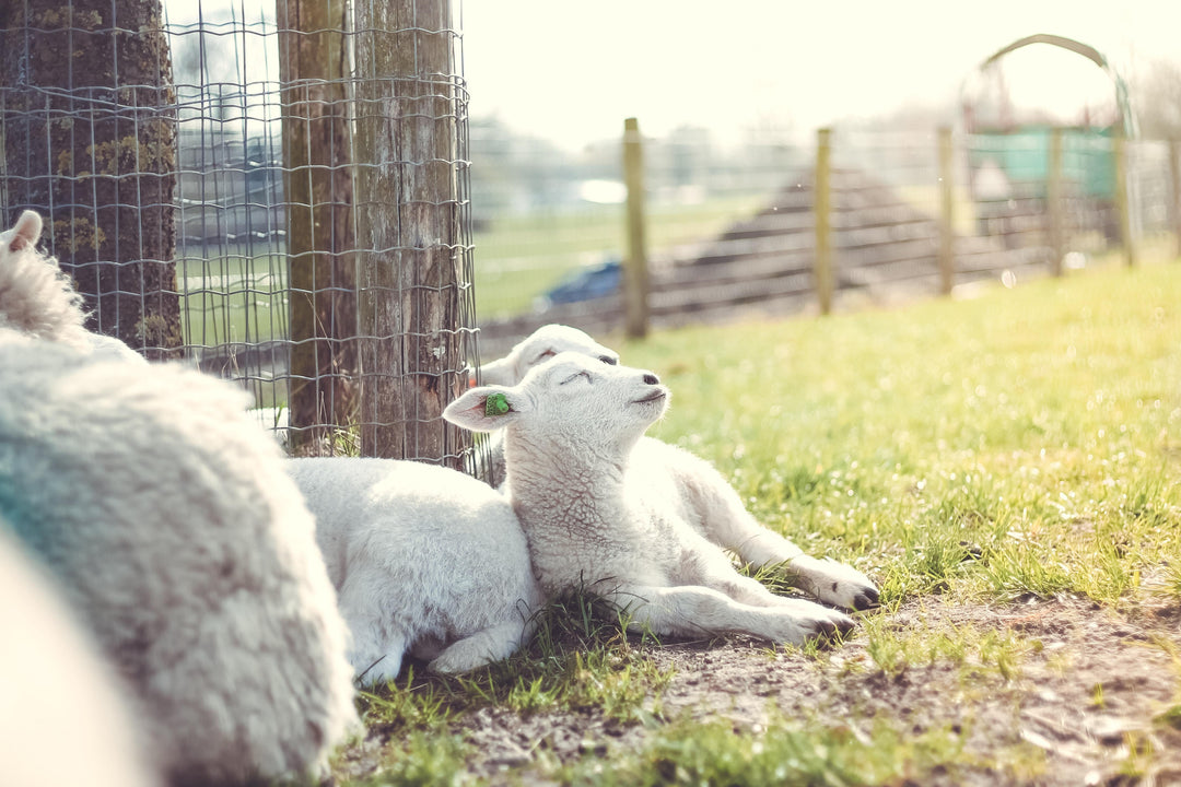 Sacred Sleep: Is your slumber in a slump?