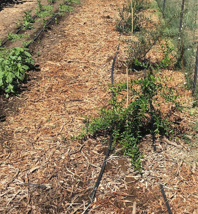 THE ROLE OF FRUIT IN A MEDICINAL GARDEN