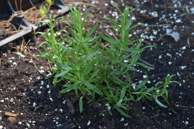 If Installing a Big Garden Is Too Much, Start With a Patch of Herbs