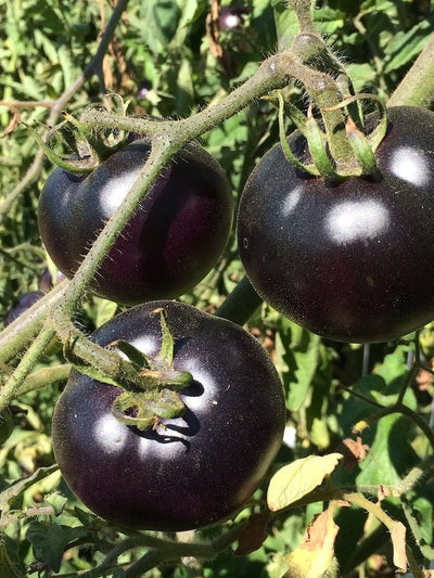 The Color Purple in Plants Reduces Inflammation, Protects DNA