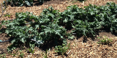 Why I Eat Greens Every Day