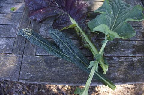How Oxalates in Plants Prove It’s All About the Dose
